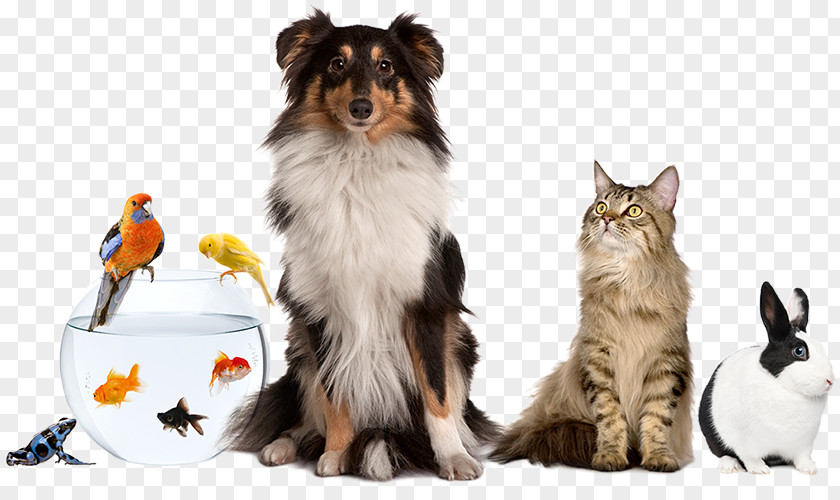 Pet Sitter Sitting Dog Cat & Animal Expo PNG