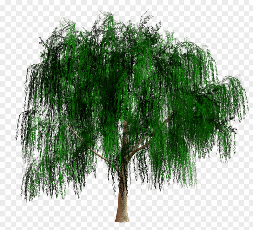 Eucalyptus Tree Shrub Branching PNG