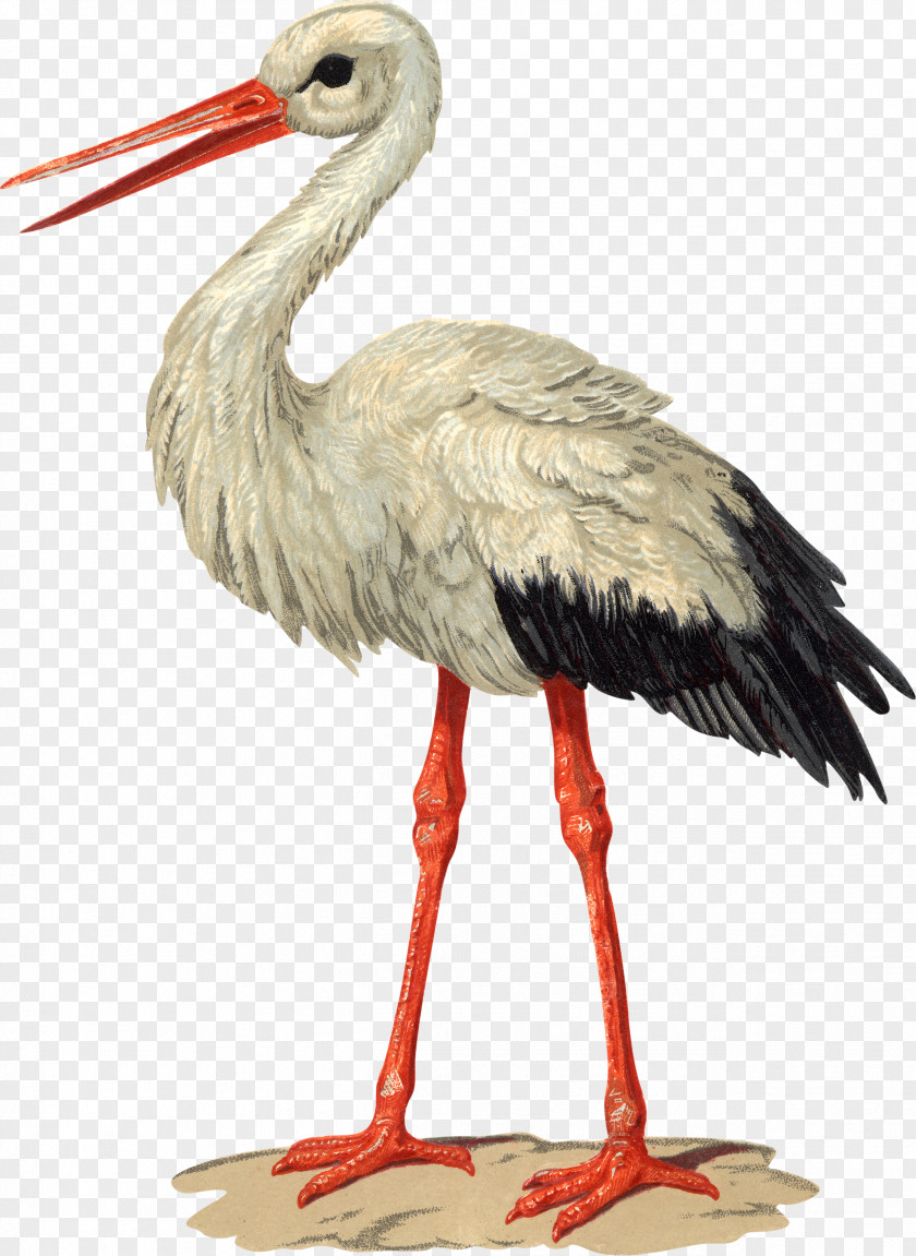 Flamingo Bird White Stork Paper Columbidae PNG