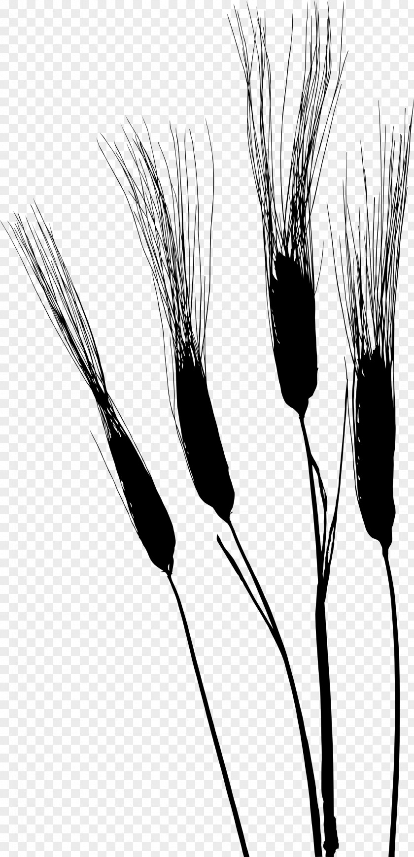 Grasses Flower Plant Stem Commodity Plants PNG