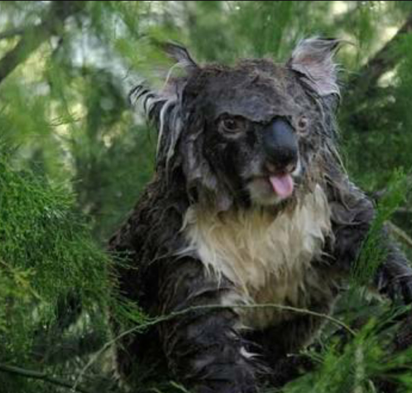 Koala Baby Koalas Dog Cat Puppy PNG