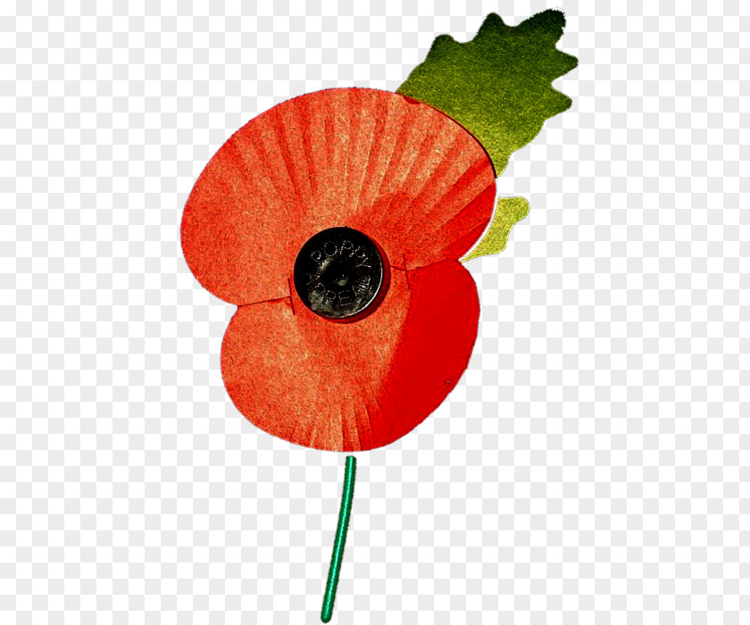 Remembrance Sunday Poppy The Royal British Legion Leaf Petal Plant Stem PNG