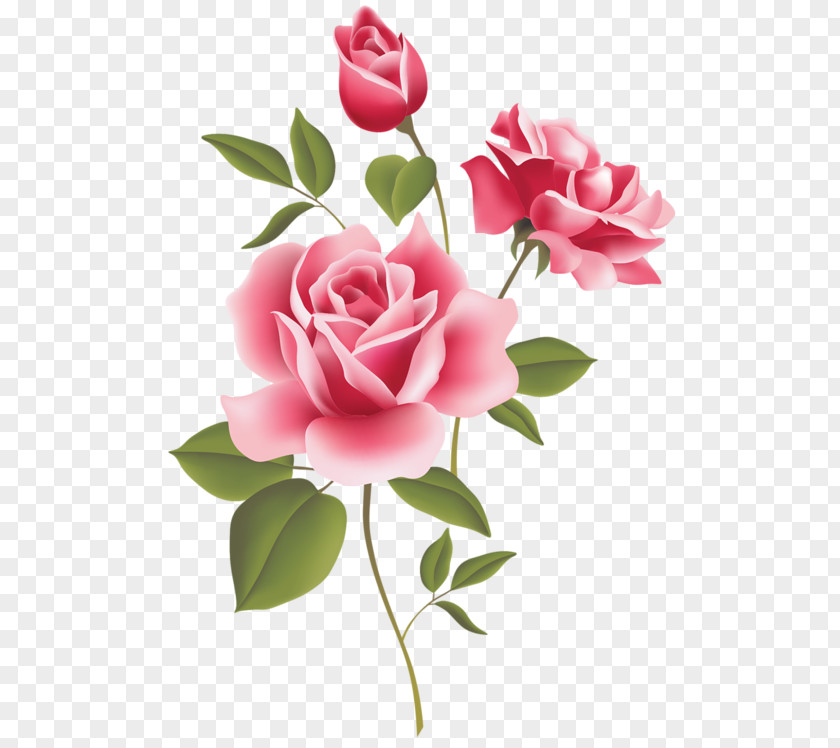 Rose Free Pink Clip Art PNG