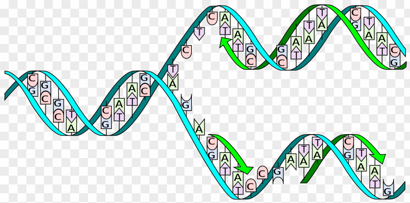 DNA Replication Polymerase Adenine PNG