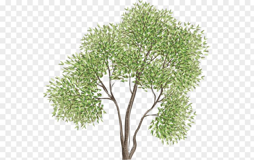 Tree Vector Graphics Image Drawing PNG