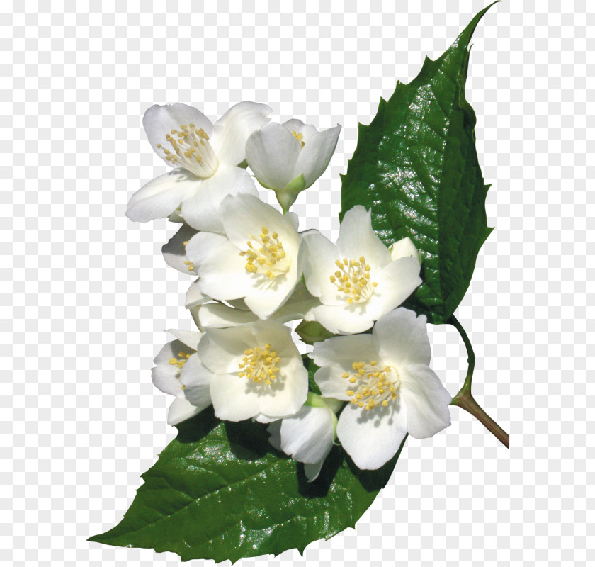 Flower Jasmine Lilium Clip Art PNG