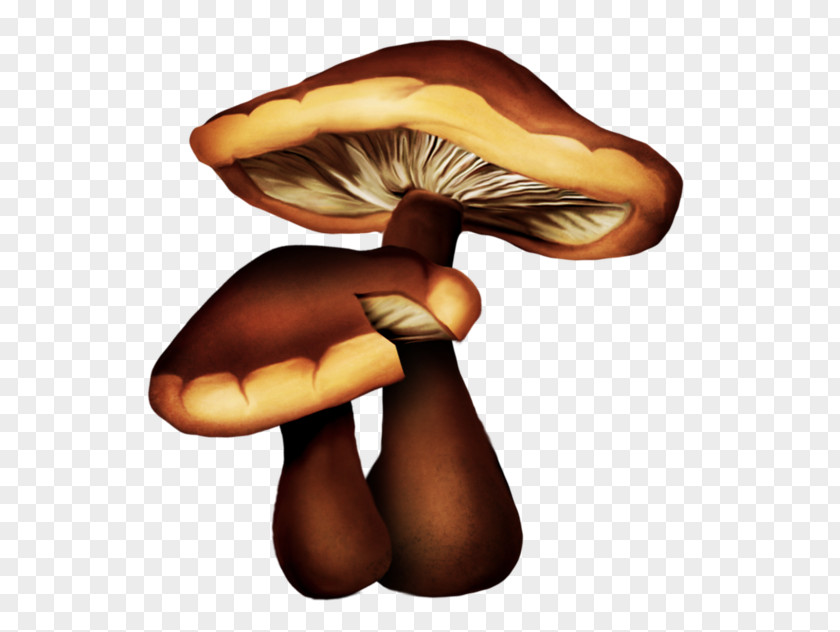 Mushroom Edible Drawing Oyster PNG