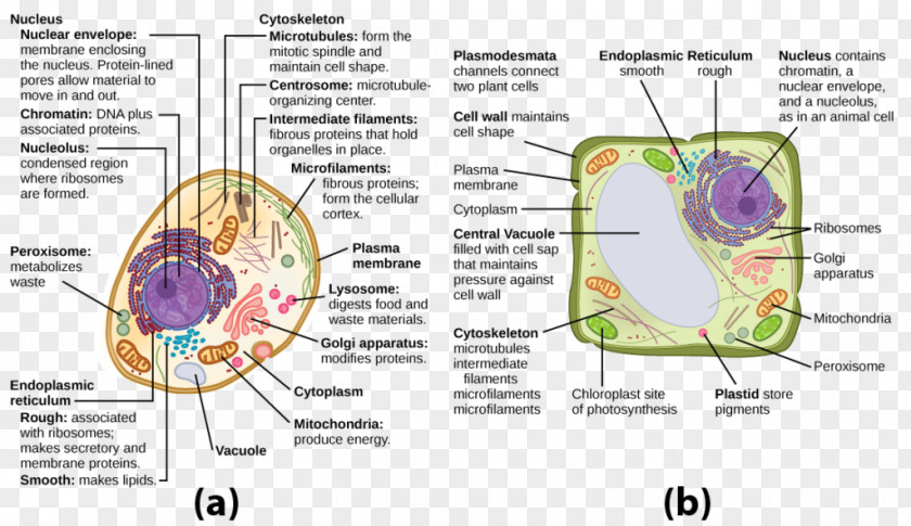 Plant Cell Cèl·lula Animal Vacuole Organelle PNG