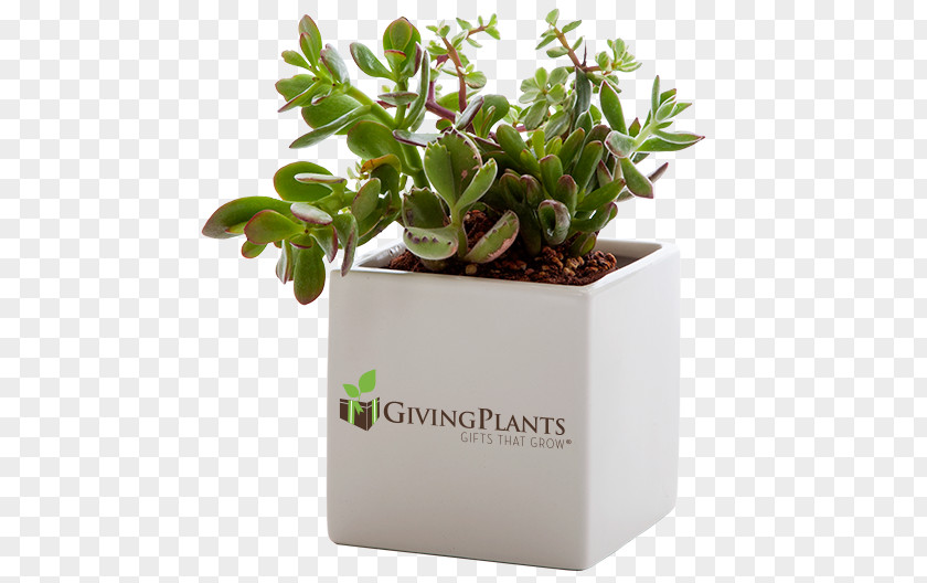 Plant Houseplant Gift Flowerpot Succulent PNG