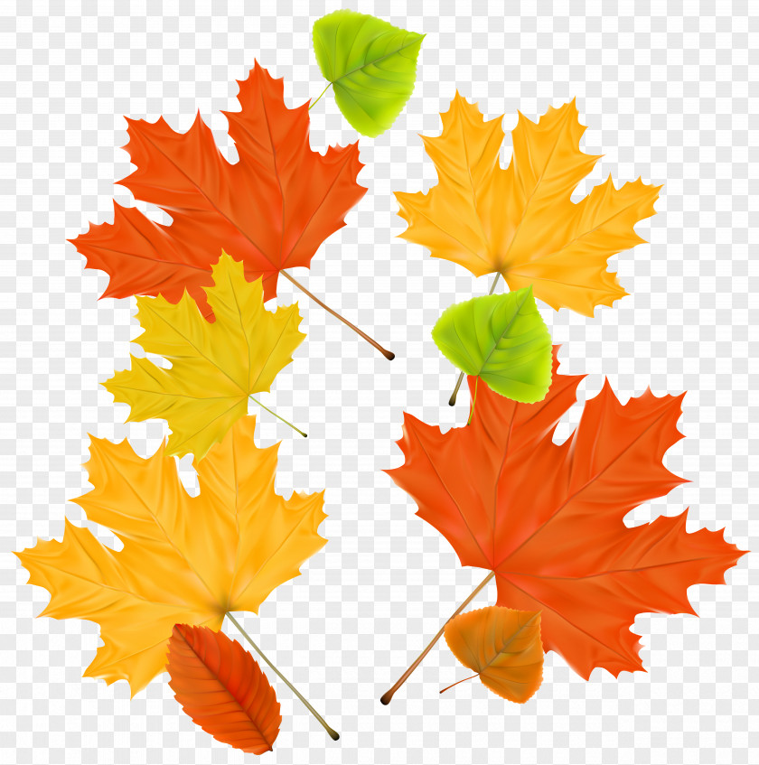 Autumn Leaves Decor Clipart Image Leaf Color Maple PNG