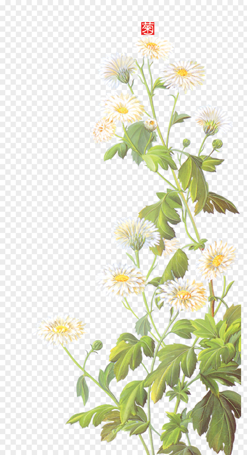 Daisy Background Material PNG