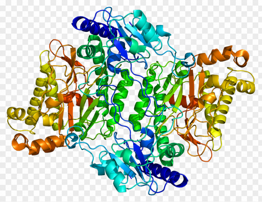 Protein Prolidase Deficiency PEPD Enzyme Dipeptidase Pyrococcus Furiosus PNG