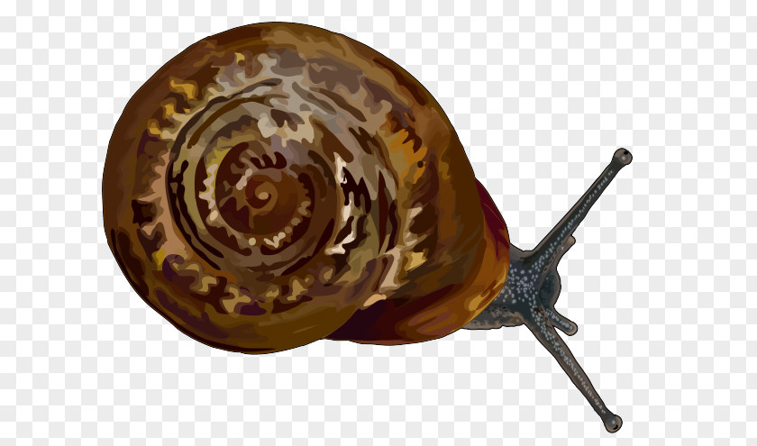 Snail Canary Islands Gastropods Stylommatophora Hemicycla PNG