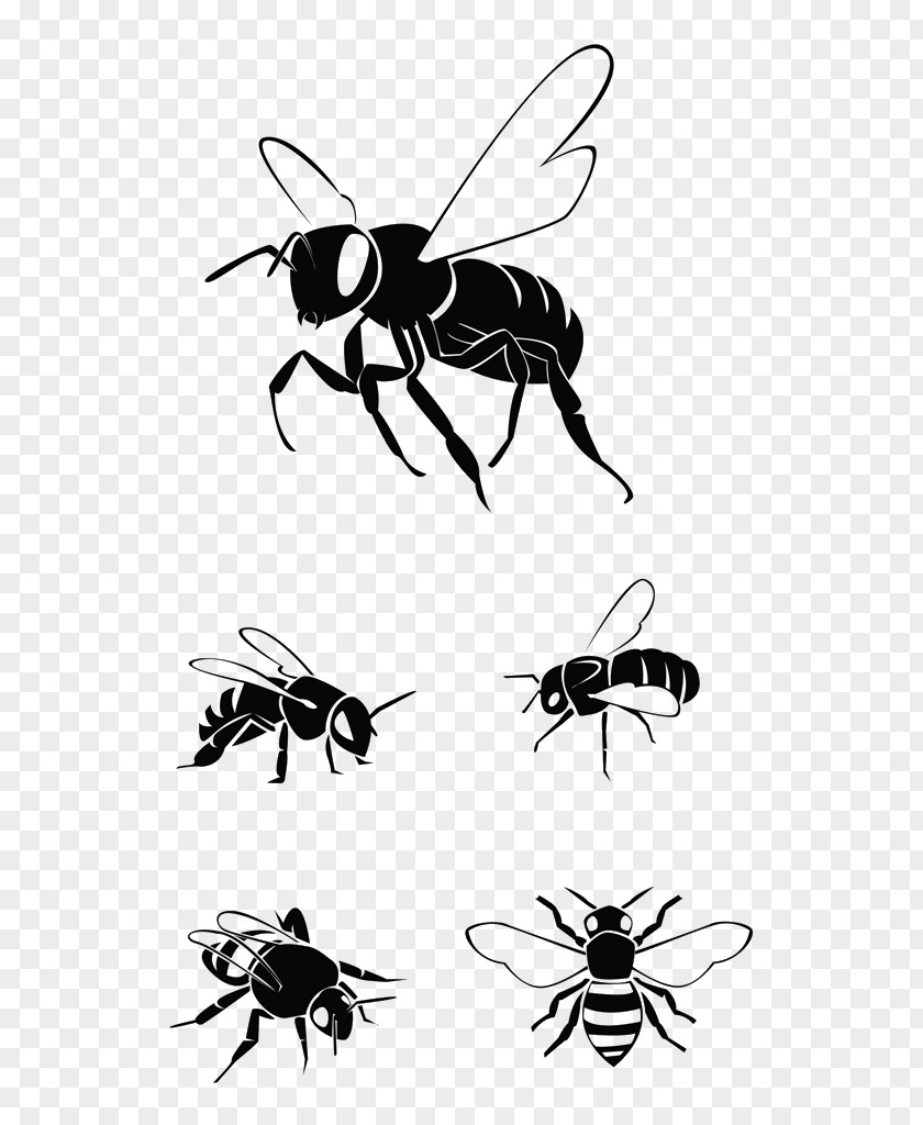 Bee Western Honey Clip Art Vector Graphics Illustration PNG