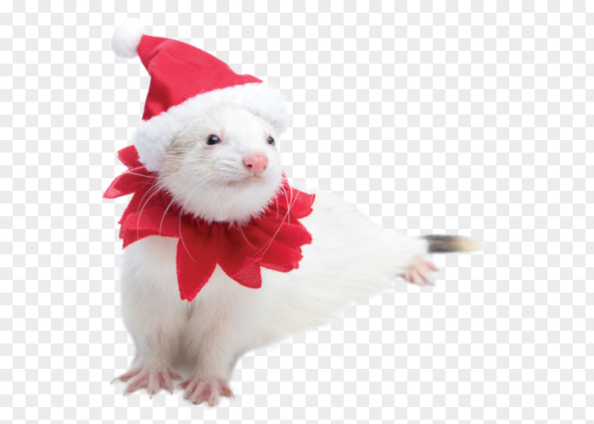 Ferret Rodent Santa Suit Costume Petco PNG