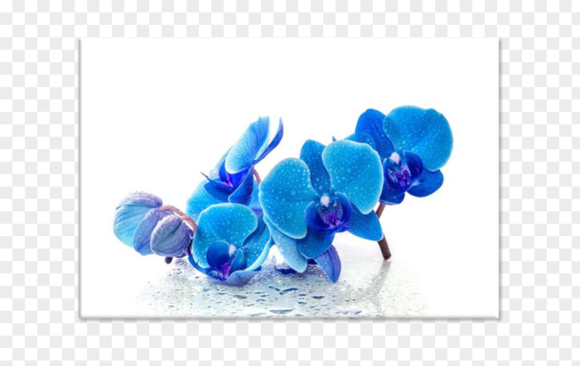 Flower Blue Desktop Wallpaper Image Orchids PNG