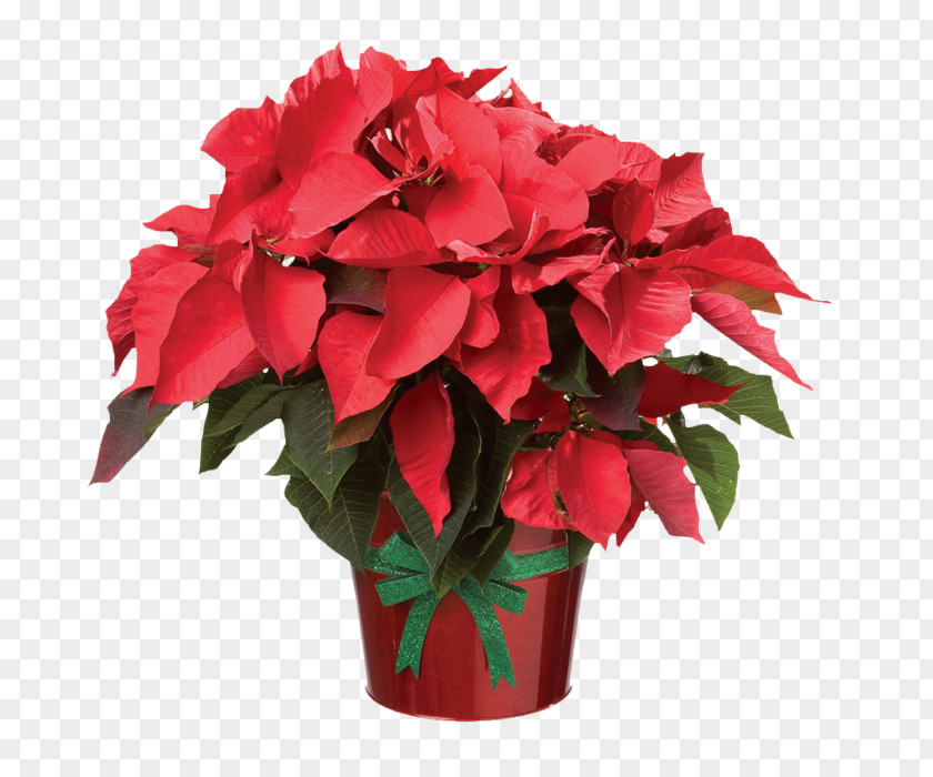 Flower Poinsettia Christmas Clip Art PNG