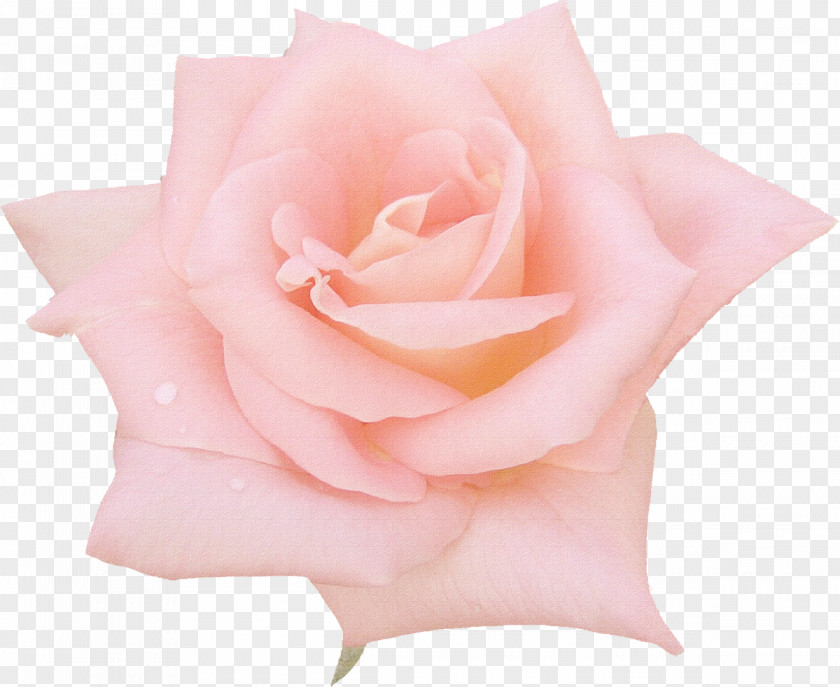 Rose Flower Drawing Pink PNG