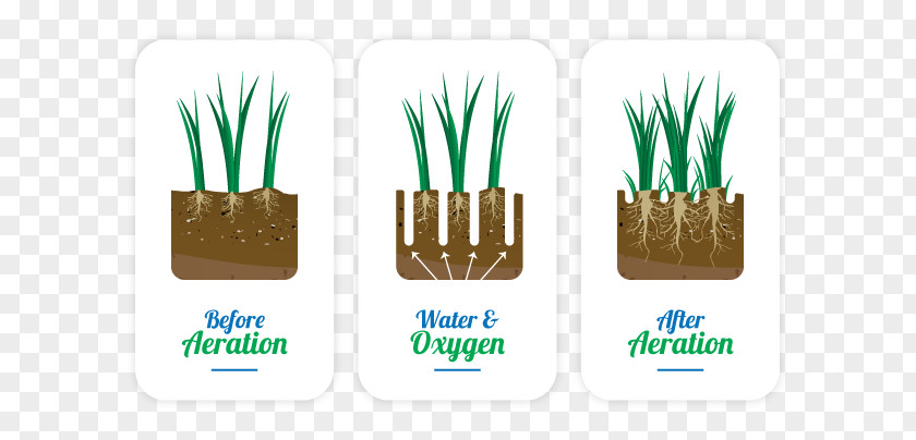 Spring Grass Brand Logo Grasses PNG