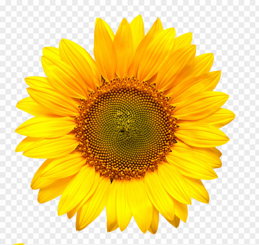 Sunflower Royalty-free 4K Resolution Clip Art PNG