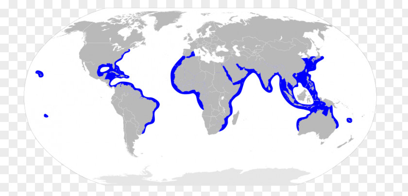Big White Shark World Map Globe Geography PNG