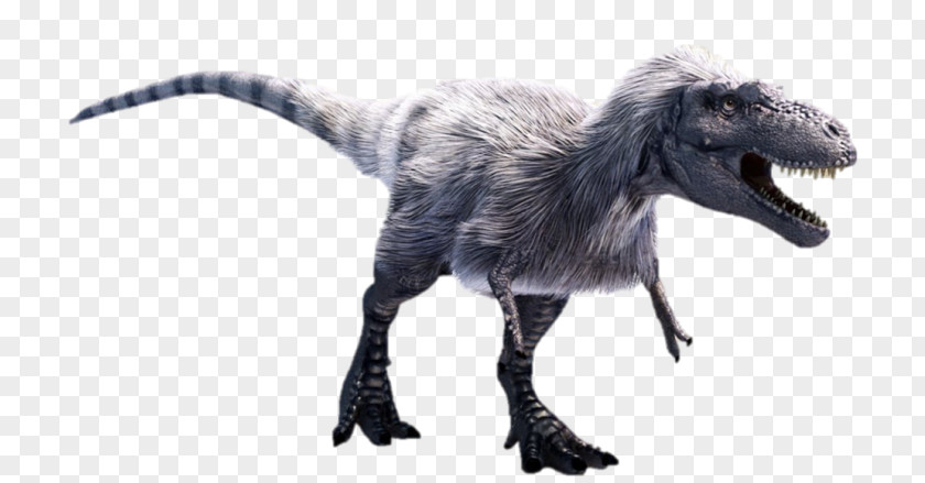 Dinosaur Albertosaurus Tyrannosaurus Daspletosaurus Gorgosaurus Nanotyrannus PNG