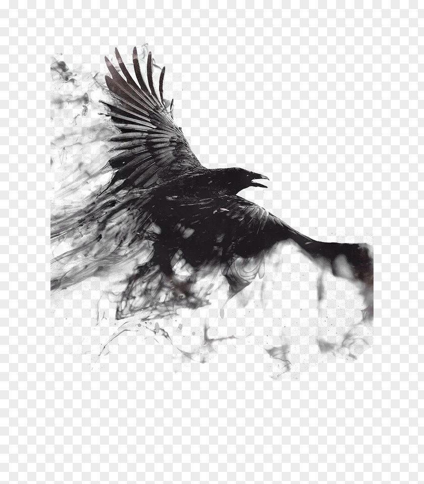 Ink Crow 1080p 4K Resolution High-definition Television Mobile Phone Wallpaper PNG