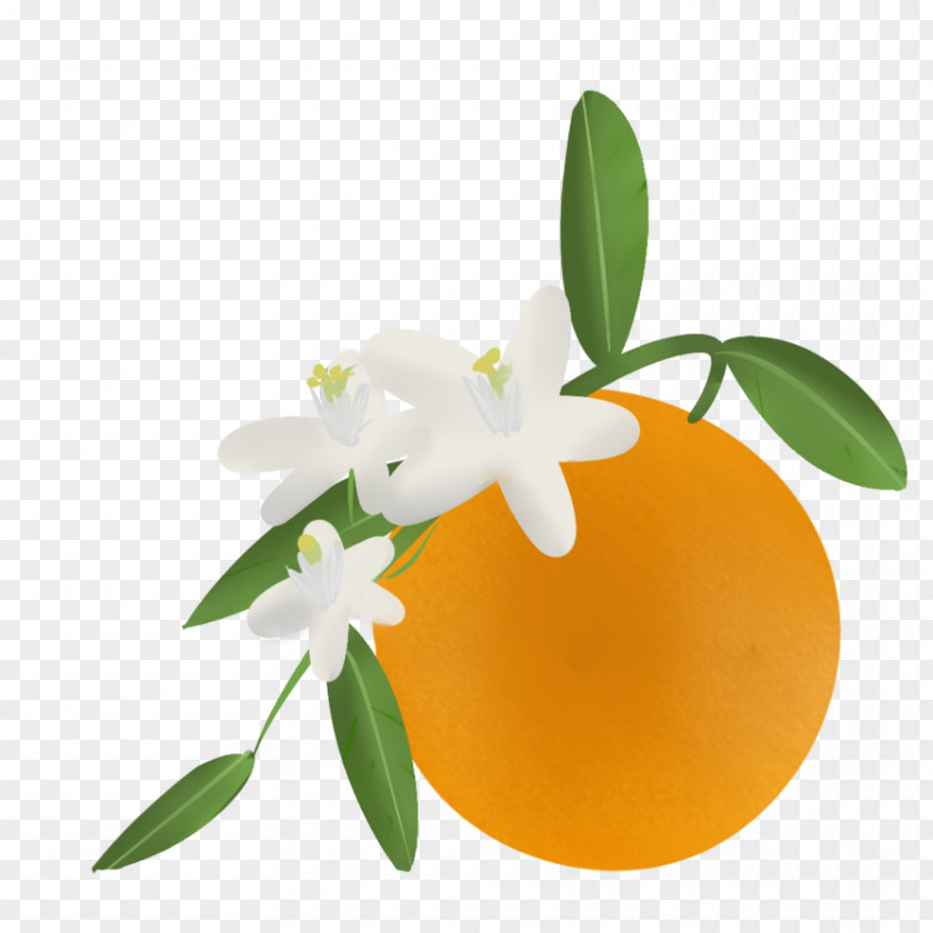 Orange Blossom Clip Art Artist PNG