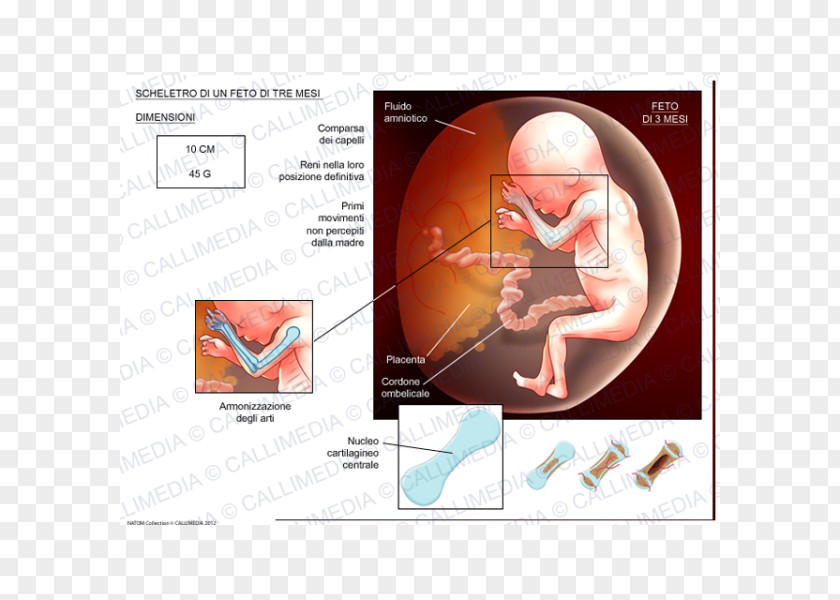 Skeleton Fetus Human Cartilage Prenatal Development PNG