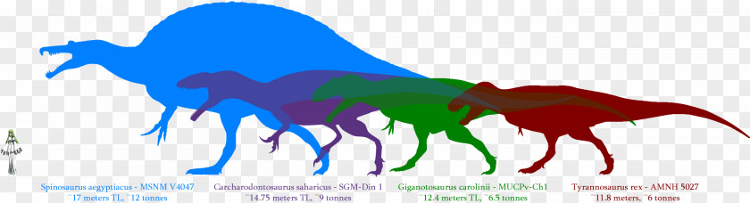 Tyrannosaurus Giganotosaurus Dinosaur Size Carcharodontosaurus Spinosaurus Mapusaurus PNG