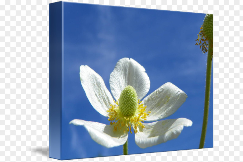 Anemone Sea Wildflower Sky Plc PNG