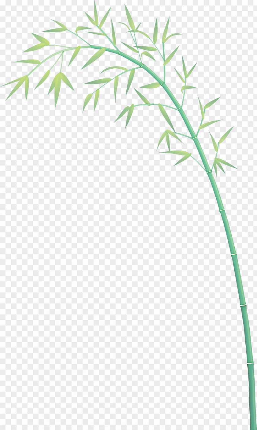 Bamboo Leaf PNG