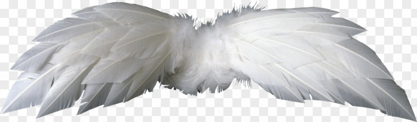 Bird Wing Feather PNG
