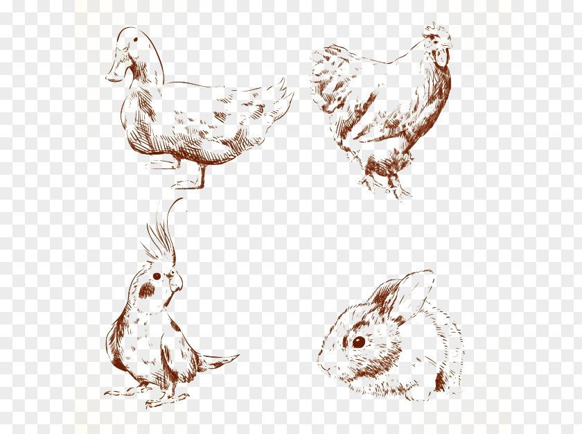Birds And Rabbits Duck Chicken Drawing Euclidean Vector PNG