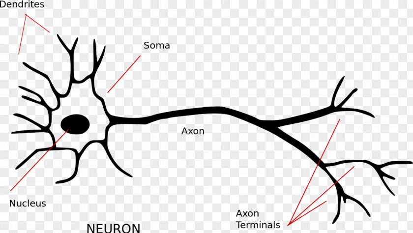 Neurons Neuron Nervous System Axon Synapse Soma PNG