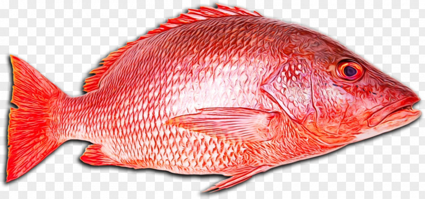 Northern Red Snapper Snappers Fish Products Tilapia PNG