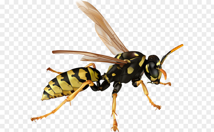 Pest Cliparts Hornet Bee Ant Wasp Clip Art PNG