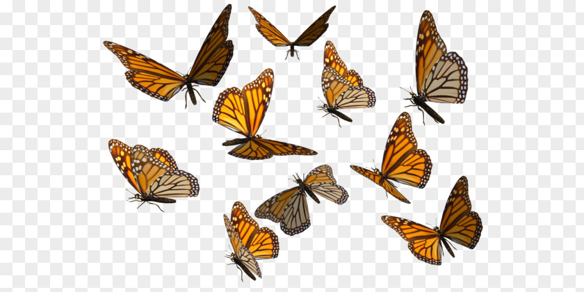 Butterflies Swarm Transparent Background Monarch Butterfly Clip Art PNG