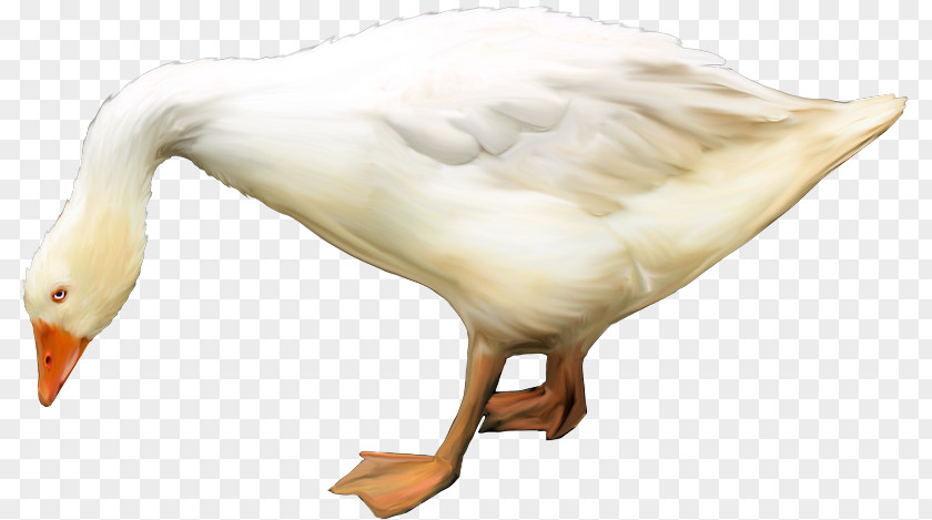 Duck Goose Bird Animal Beak PNG