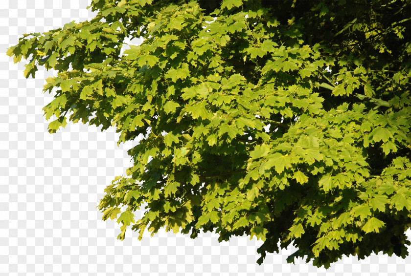Green Leaves Tree Cinemagraph PNG