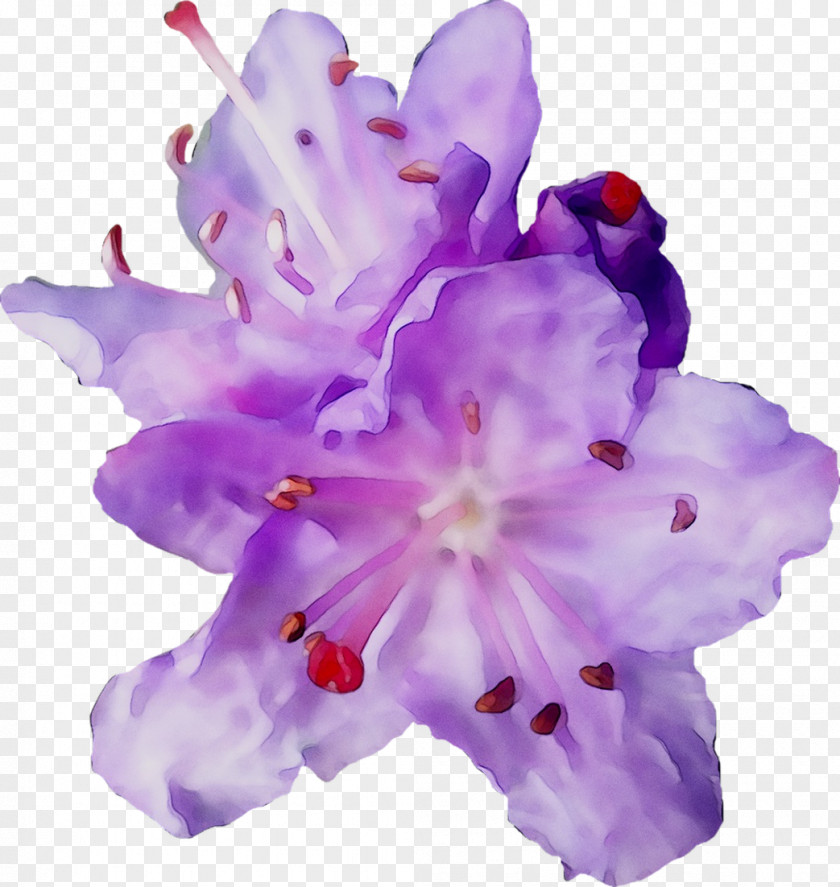 Iris Family Irises Cut Flowers Herbaceous Plant PNG