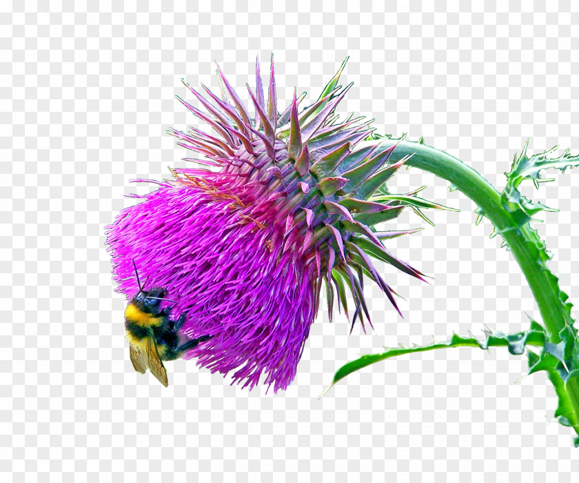 Milk Flower Thistle Carduus Nutans Plant PNG