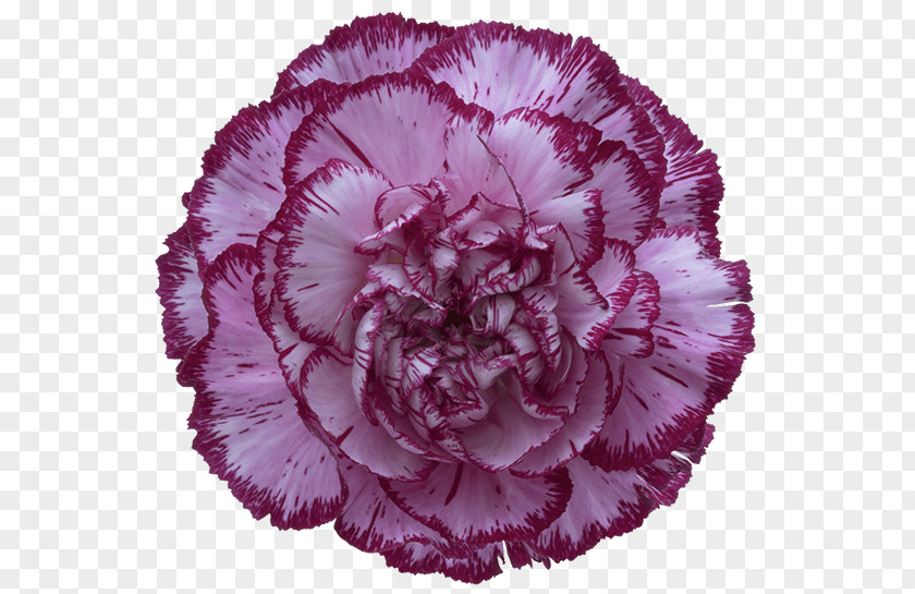 Purple Carnation Cut Flowers Violet PNG