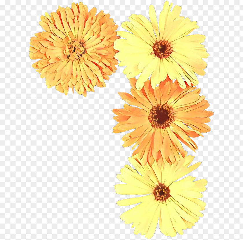 Barberton Daisy Family Flowers Background PNG