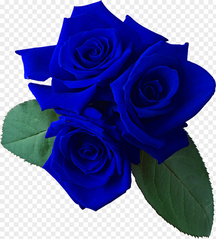 Blue Rose Garden Roses Flower Bouquet Cut Flowers PNG