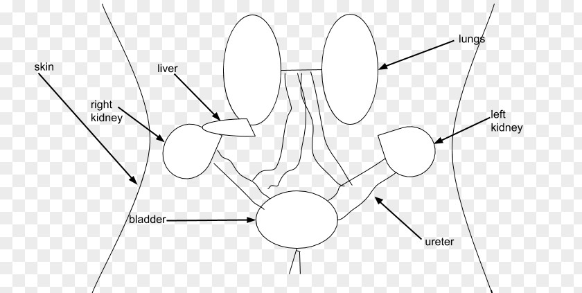 Drawing /m/02csf Line Art PNG