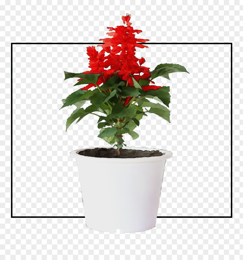 Flower Flowerpot Houseplant Plants Biology PNG