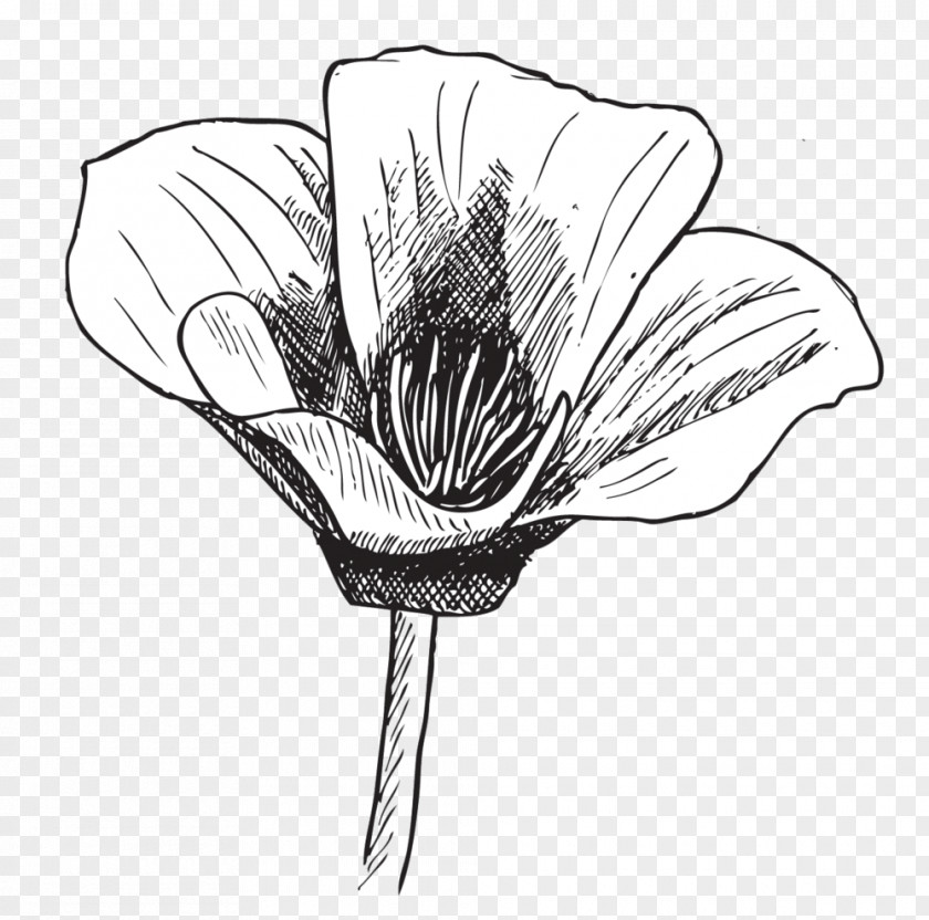 Poppies Drawing Line Art Poppy Sketch PNG