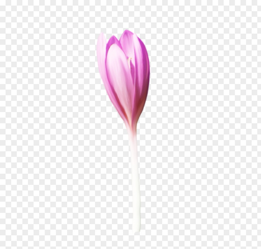 Anthurium Crocus Pink Flower Cartoon PNG