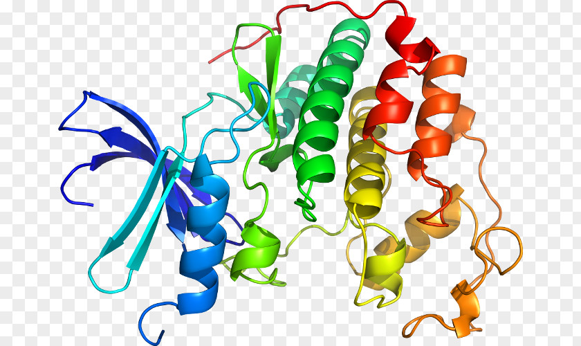 CLK3 Dual-specificity Kinase Protein CLK2 PNG